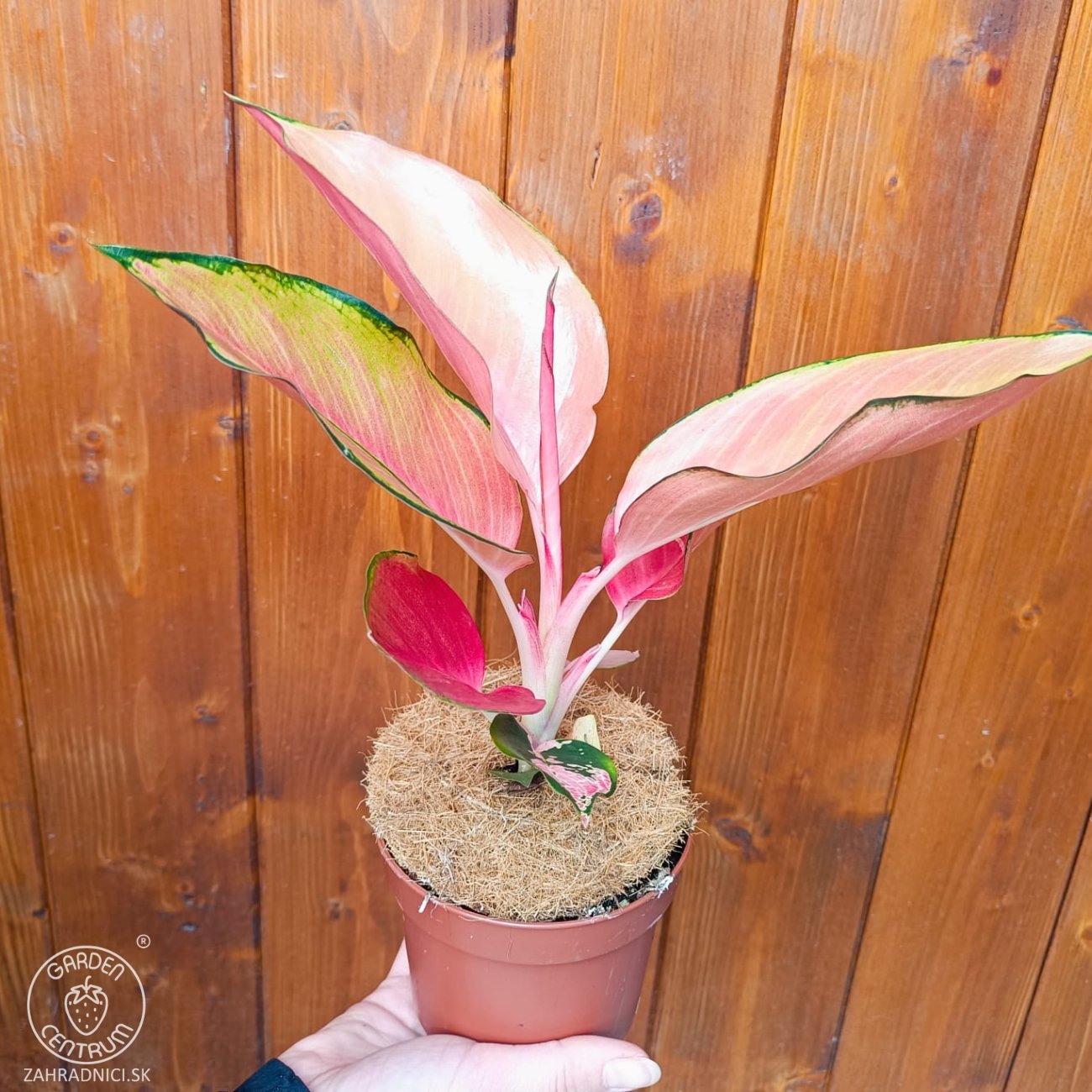 Obrázok Aglaonéma (Aglanoema) ´FLAMINGO’ - výška 15-20 cm, kont. C1L