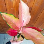 Aglaonéma (Aglanoema) ´FLAMINGO’ - výška 15-20 cm, kont. C1L