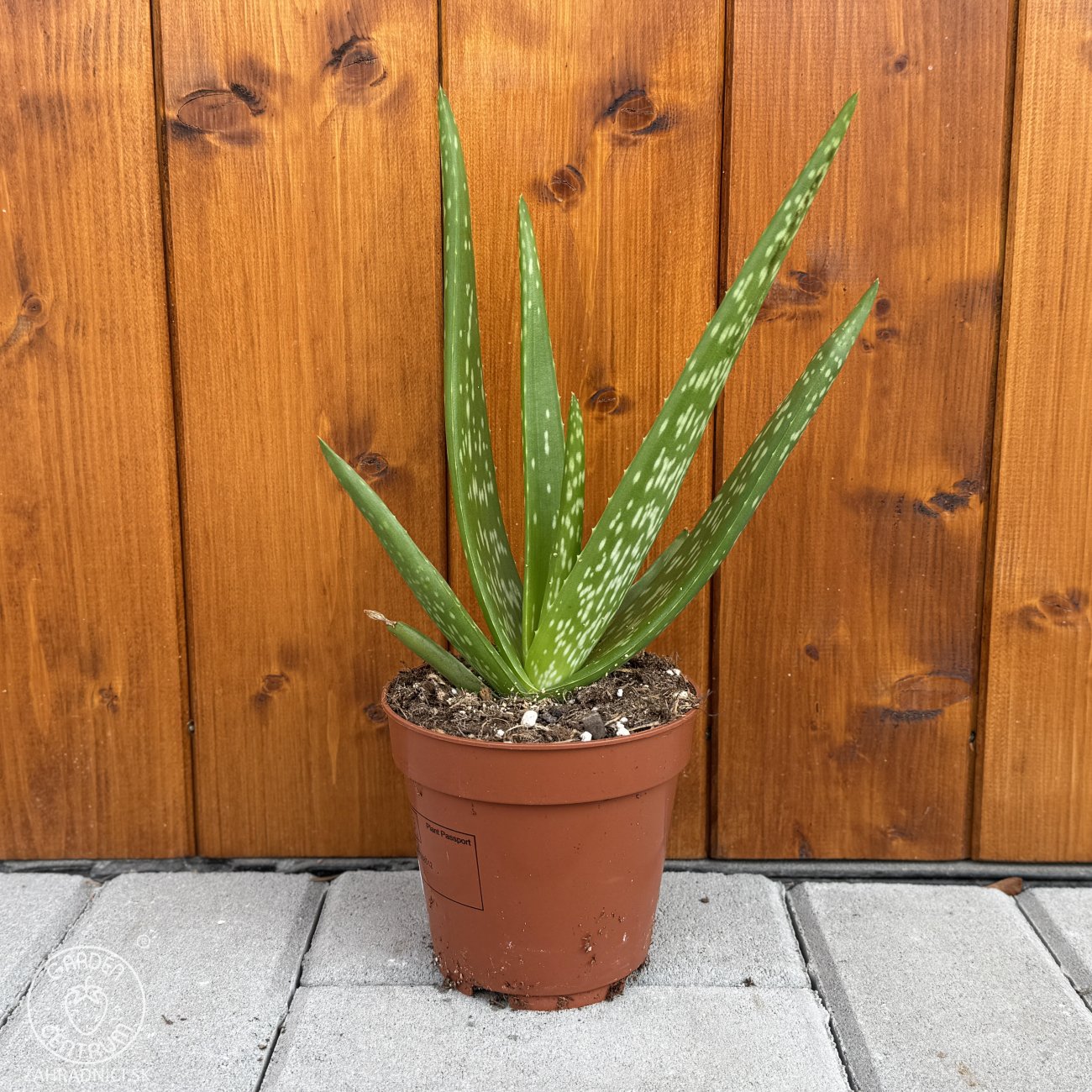 Aloe vera | 30-35 cm| zahradnici.sk