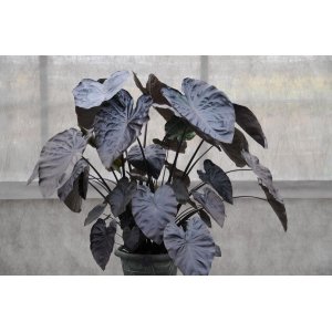Kolokázia jedlá (Colocasia esculenta) ´ ROYAL HAWAIIAN ® ALOHA´, výška 70-90 cm, kont. C7L 