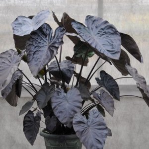 Kolokázia jedlá (Colocasia esculenta) ´ ROYAL HAWAIIAN ® ALOHA´, výška: 80-100 cm, kont. C7L 