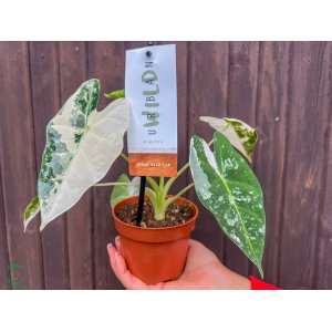 Alokázia (Alocasia micholitziana) ´FRYDEK´ variegata - výška 15-20 cm, kont. P9