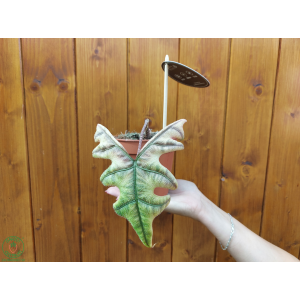 Alokázia (Alocasia tandurusa) ´JACKLYN´ - výška 20-25 cm, kont. C1,5L - DRUHÁ ŠANCA