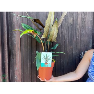 Alokázia (Alocasia) ´LAUTERBACHIANA´ - výška 60-70 cm, kont. C3L