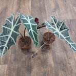 Alokázia cucullata (Alocasia cucullata) ´POLLY´- výška 20-30 cm, kont. C1L