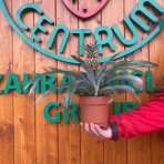 Ananás (Ananas comosus) ´ROSITA´ - výška 20-30 cm, kont. C1L