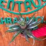 Ananás (Ananas comosus) ´ROSITA´ - výška 20-30 cm, kont. C1L