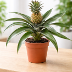 Ananás (Ananas comosus) ´ROSITA´ - výška 20-30 cm, kont. C1L