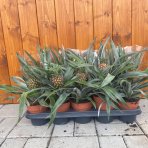 Ananás (Ananas comosus) ´ROSITA´ - výška 20-30 cm, kont. C1L