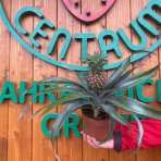 Ananás (Ananas comosus) ´ROSITA´ - výška 20-30 cm, kont. C1L