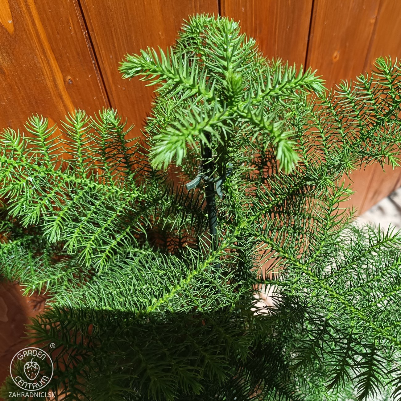 Obrázok Araukária štíhla (Araucaria Heterophylla) Blahočet čilský - výška 35-45 cm, kont. C2L
