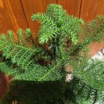 Araukária štíhla (Araucaria Heterophylla) Blahočet čilský - výška 35-45 cm, kont. C2L