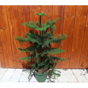 Araukária štíhla (Araucaria Heterophylla) Blahočet čilský - výška 35-45 cm, kont. C2L 