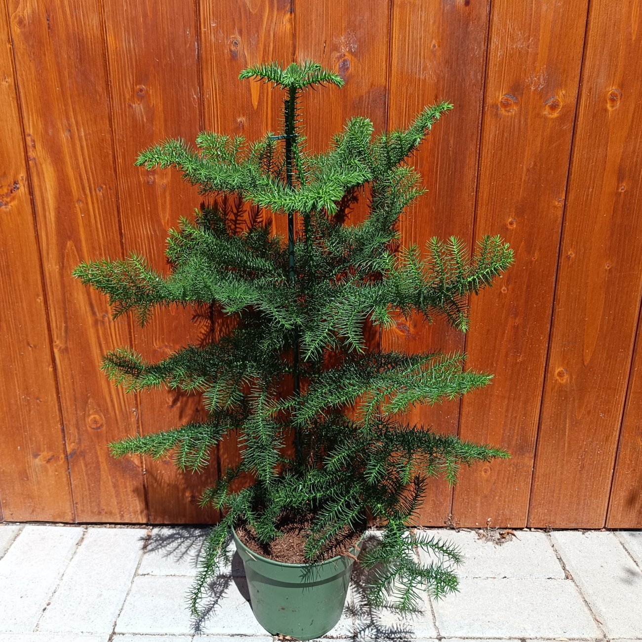 Obrázok Araukária štíhla (Araucaria Heterophylla) Blahočet čilský - výška 35-45 cm, kont. C2L