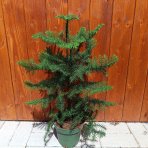 Araukária štíhla (Araucaria Heterophylla) Blahočet čilský - výška 35-45 cm, kont. C2L