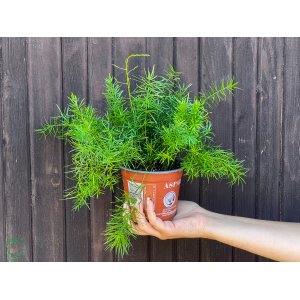 Asparágus (Asparagus densiflorus) ´SPRENGERI´ - výška 15-20 cm, kont, C1,5L
