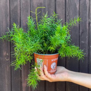 Asparágus (Asparagus densiflorus) ´SPRENGERI´ - výška 15-20 cm, kont, C1,5L