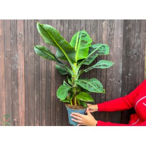 Banánovník (Musa acuminata) ´DWARF CAVENDISH´ - výška 50-60 cm, kont. C3L