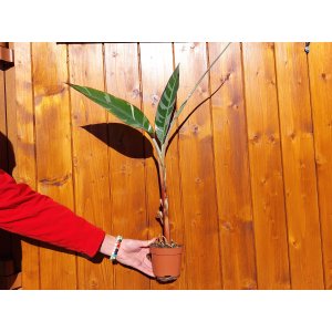 Banánovník (Musa) ´FLORIDA VARIEGATA´ - výška 40-60 cm, kont. P11