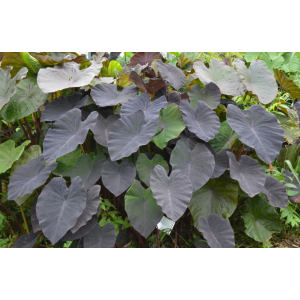 Kolokázia jedlá (Colocasia esculenta) ´MADEIRA´, výška 80-100 cm, kont. C7L