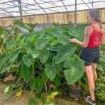 Kolokázia jedlá (Colocasia esculenta) ´MADEIRA´, výška: 80-100 cm, kont. C7L