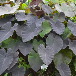 Kolokázia jedlá (Colocasia esculenta) ´MADEIRA´, výška: 80-100 cm, kont. C7L