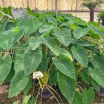 Kolokázia jedlá (Colocasia esculenta) ´MADEIRA´, výška: 80-100 cm, kont. C7L