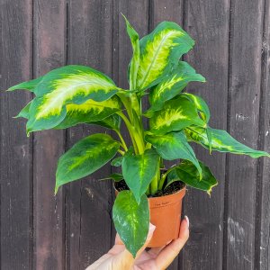 Diefenbachia škvrnitá (Dieffenbachia) ´CAMILLA´ - výška 25-35 cm, kont. C1L