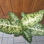 Difenbachia (Dieffenbachia seguine) ‘MARS’  - výška 40-50 cm, kont.C4L
