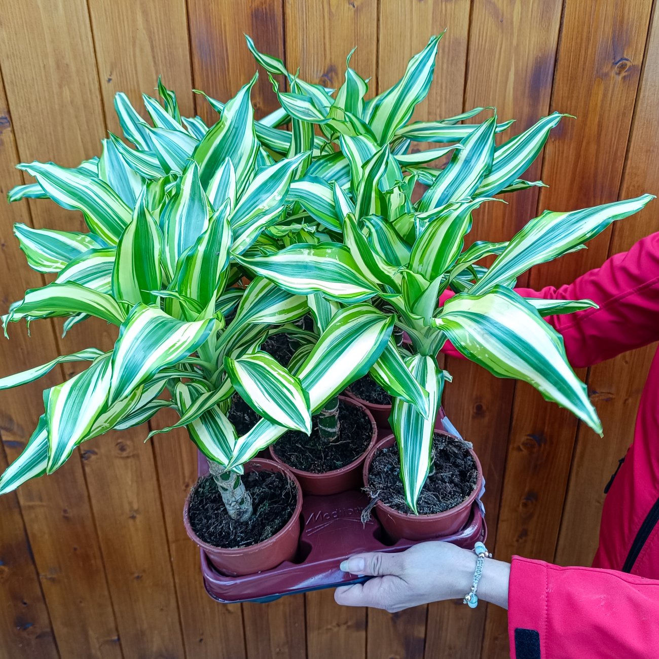 was passt zu glanzmispel red robin Photinia fraseri 'Red Robin' / Rote Glanzmispel