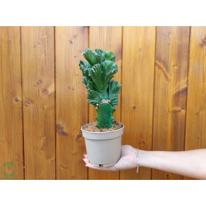 Mliečnik hrebeňovitý (Euphorbia lactea) ‘CRISTATA’ - výška 15-25 cm, kont. C1L - ZELENÝ