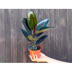 Fikus veľký (Ficus elastica) ´ABIDJAN´ - výška 40-45 cm, kont. C1,5L