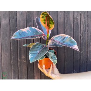Fikus kaučukový (Ficus elastica) ´BELIZE´ - výška 35-45 cm, kont. C1L