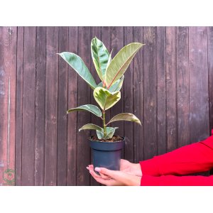 Fikus kaučukový (Ficus elastica) ´TINEKE´ - výška 25-35 cm, kont. C1,5L