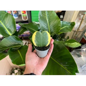 Hoya kerrii  (Voskovka srdiečková) ´VARIEGATA´ - výška 5 cm, kont. P6