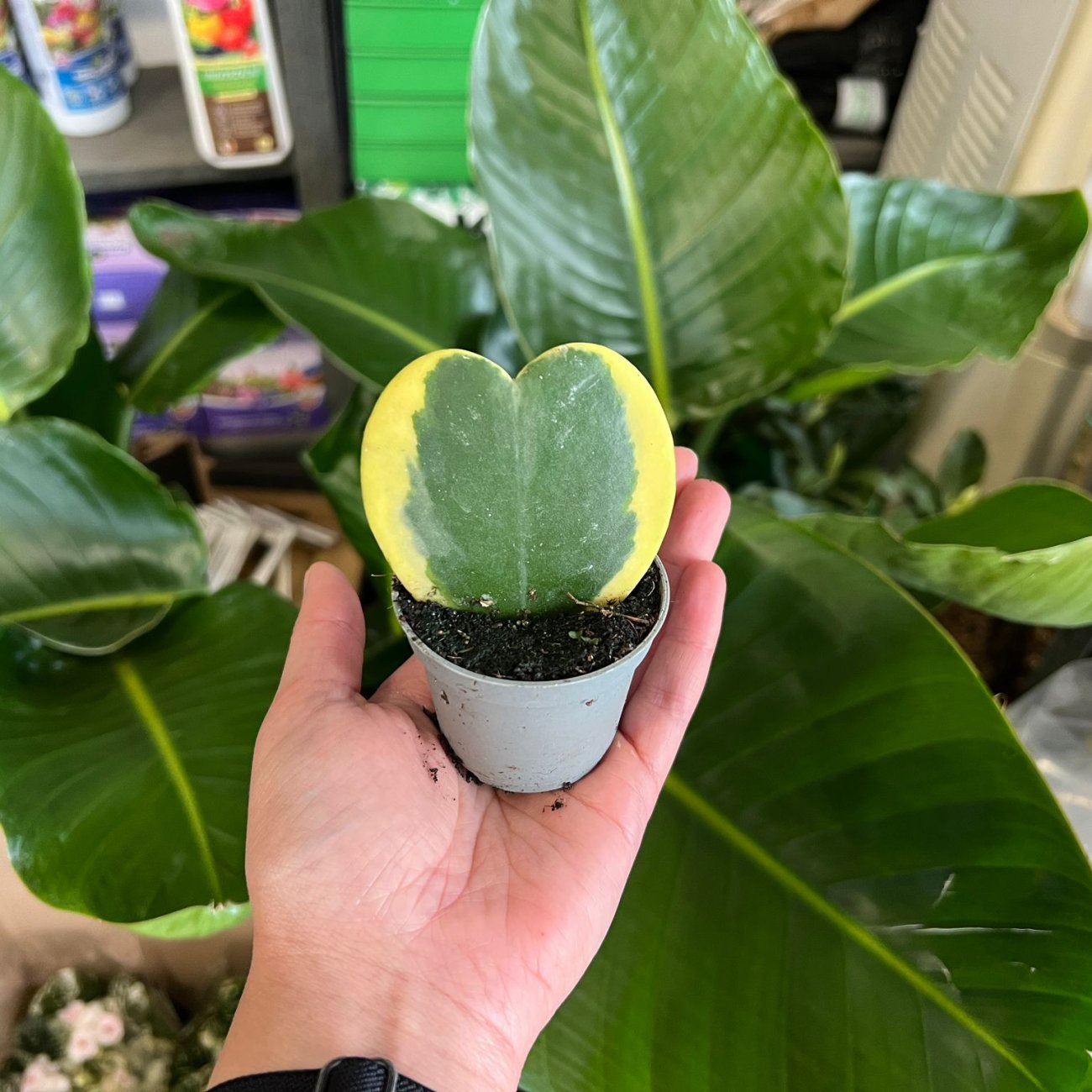 Obrázok Hoya kerrii (Voskovka srdiečková) ´VARIEGATA´ - výška 5 cm, kont. P6