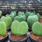 Hoya kerrii  (Voskovka srdiečková) - výška 7 cm, kont. P6 - dekoračný kvetináč