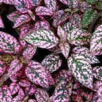 Hypoestes bodkovaný (Hypoestes phyllostachya) - výška 10 cm ⌀ 20-25 cm, kont. C1L - RÚŽOVÁ