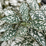 Hypoestes bodkovaný (Hypoestes phyllostachya) - výška 10 cm ⌀ 20-25 cm, kont. C1L - BIELY