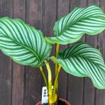 Kalatea (Calathea orbifolia) - výška 30-40 cm, kont. C2L