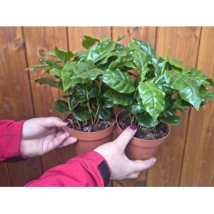 Kávovník arabský (Coffea Arabica) - výška 15-20 cm, kont. C1L