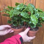 Kávovník arabský (Coffea Arabica) - výška 15-20 cm, kont. C1L