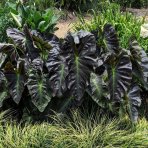 Kolokázia jedlá (Colocasia esculenta) ´ ROYAL HAWAIIAN ® ALOHA´, výška: 80-100 cm, kont. C7L 