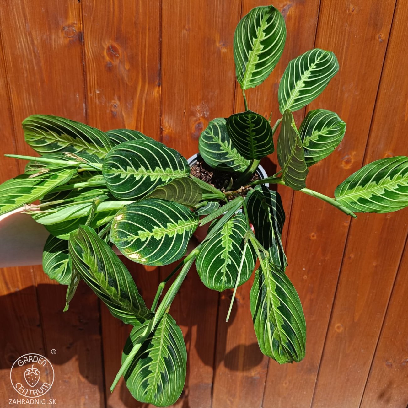 Obrázok Maranta rebernatá (Maranta leuconeura) ´LEMONLIME´ - výška 15-25 cm ⌀ 30-40 cm, kont. C1L