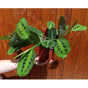 Maranta rebernatá (Maranta leuconeura) ´LEMONLIME´ - výška 15-25 cm ⌀ 30-40 cm, kont. C1L