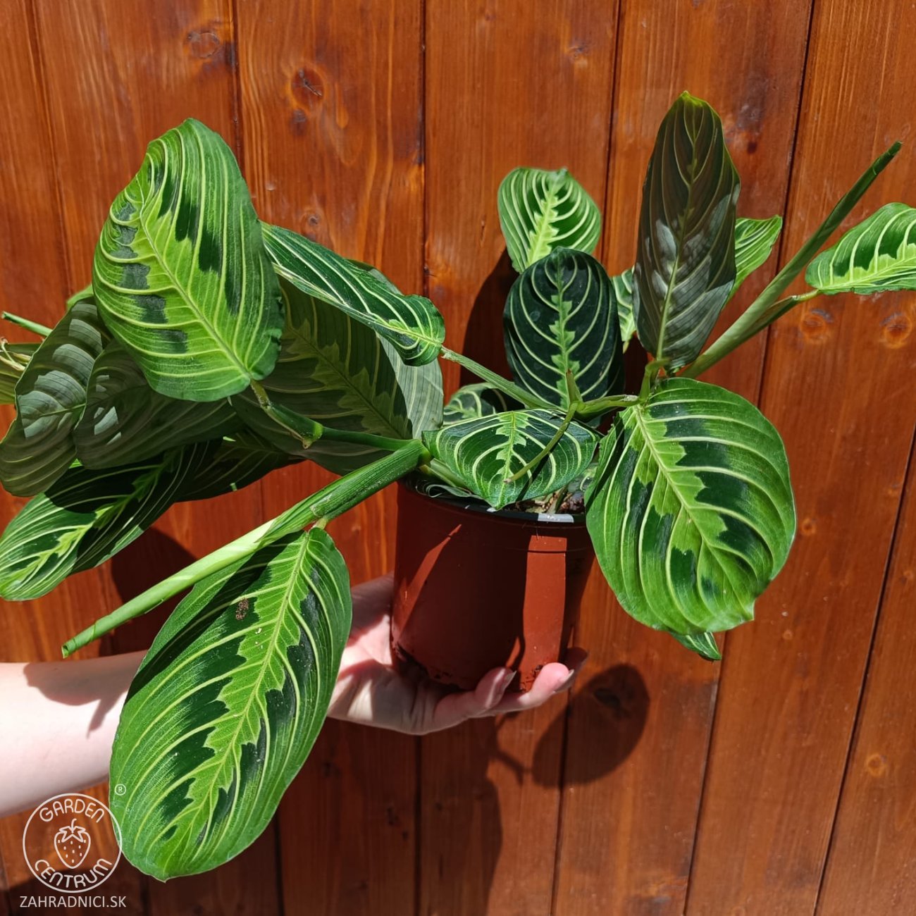 Obrázok Maranta rebernatá (Maranta leuconeura) ´LEMONLIME´ - výška 15-25 cm ⌀ 30-40 cm, kont. C1L