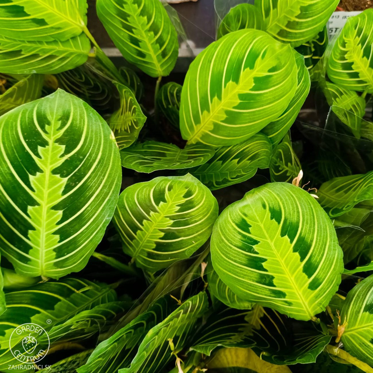 Obrázok Maranta rebernatá (Maranta leuconeura) ´LEMONLIME´ - výška 15-25 cm ⌀ 30-40 cm, kont. C1L