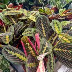 Maranta rebernatá (Maranta leuconeura) ´FASCINATOR´ - výška 20-30 cm, kont. C1L