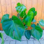 Monstera skvelá (Monstera deliciosa) - výška 40-50 cm, kont. C5L