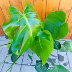 Monstera skvelá (Monstera deliciosa) - výška 40-50 cm, kont. C5L